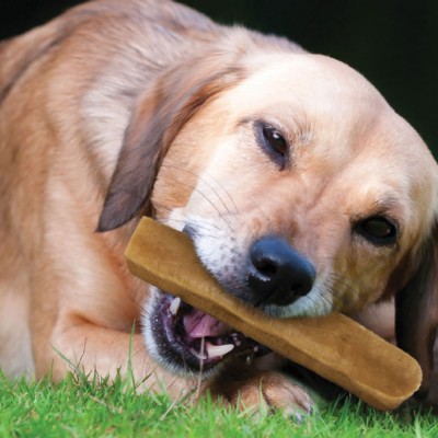 PET CAMELOT CHEESE BONES 100% ΦΥΣΙΚΗ ΛΙΧΟΥΔΙΑ MEDIUM 65gr PET CAMELOT CHEESE BONES 100% ΦΥΣΙΚΗ ΛΙΧΟΥΔΙΑ MEDIUM 65gr