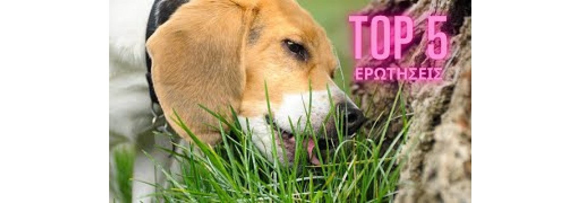 Γιατί ο σκύλος μου τρώει χόρτα?