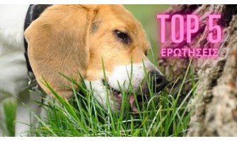 Γιατί ο σκύλος μου τρώει χόρτα?
